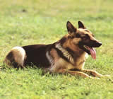 Adestramento de cães em Boa Vista