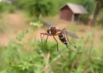 mutirão contra o Aedes aegypti