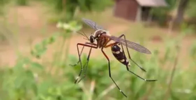 mutirão contra o Aedes aegypti